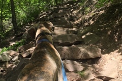 Astro along for the hike