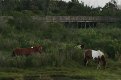 First Pony Family Sighting