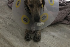 After his neuter surgery