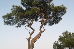 Olivia's favorite Assateague tree