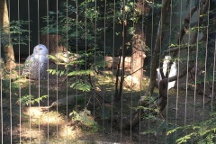 Snowy owl