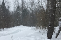 Snowing while Dog Sledding: dreamy.