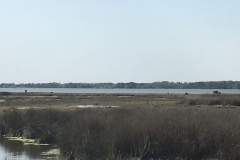 Assateague Ponies