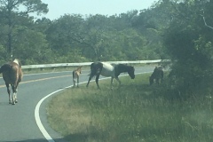 And an even smaller baby pony