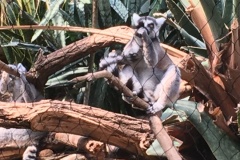 Love the Lemurs