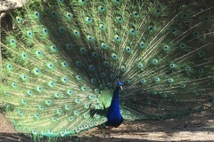 Proud Peacock