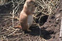 Dear lil' prairie dog