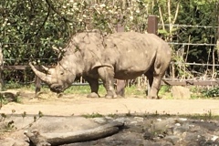 The rhinos were ginormous!