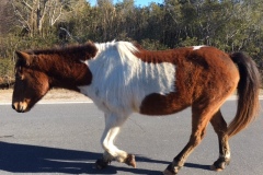 Of course, we visited the ponies