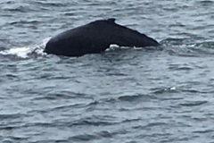 Humpback