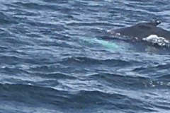 Young Humpback